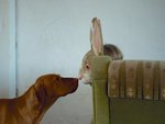 Hund und Hase Nase an Nase